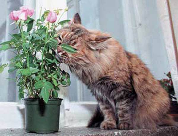 Что делать если кошка ест цветы