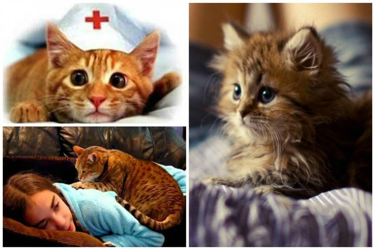 Как кошки лечат людей - миф или правда