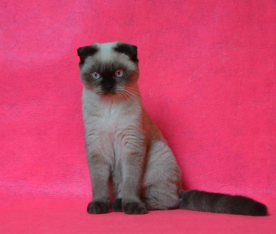 Сиамская кошка: фото, описание, характер, содержание, отзывы