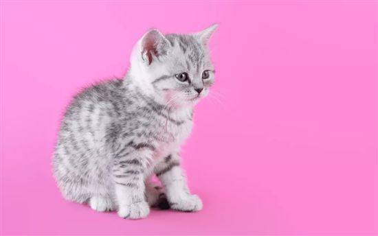 Окрас вискас шотландского вислоухого кота, как у котенка из рекламы