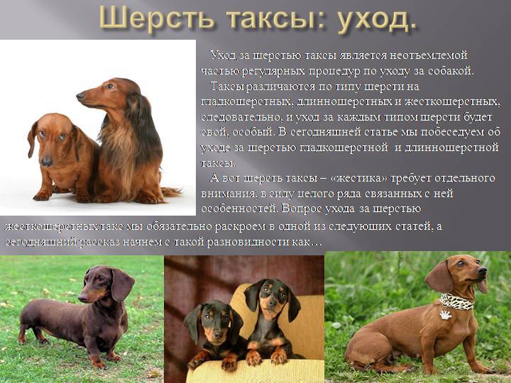 Карликовая такса: как выглядит мини длинношерстная собака на фото, описание породы и какие размеры взрослого питомца