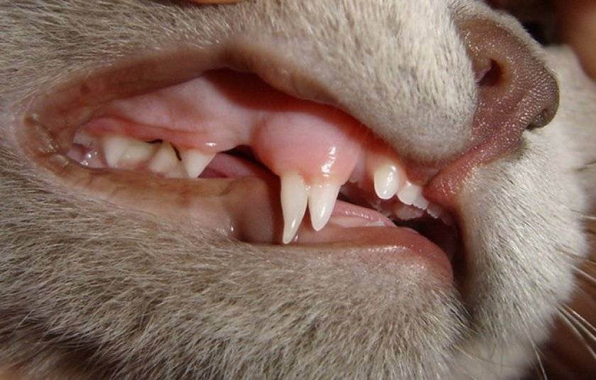Зубной камень у кошек: причины появления и методы удаления