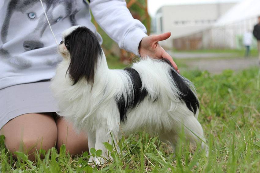Японский хин - описание породы и характер собаки