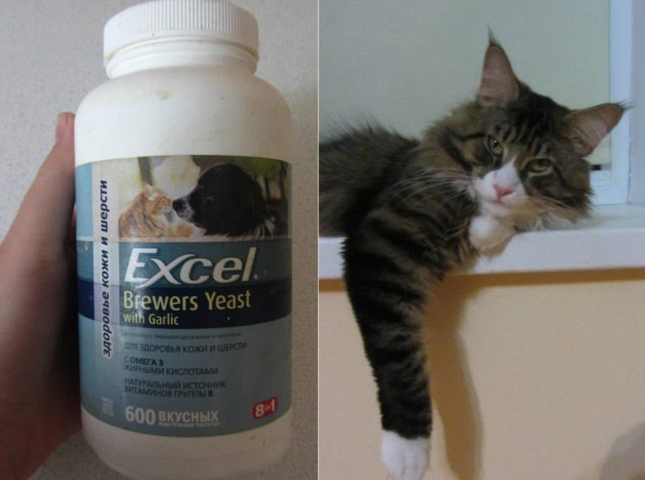 Витамины для кошек: почему нужны, какие давать
витамины для кошек: почему нужны, какие давать