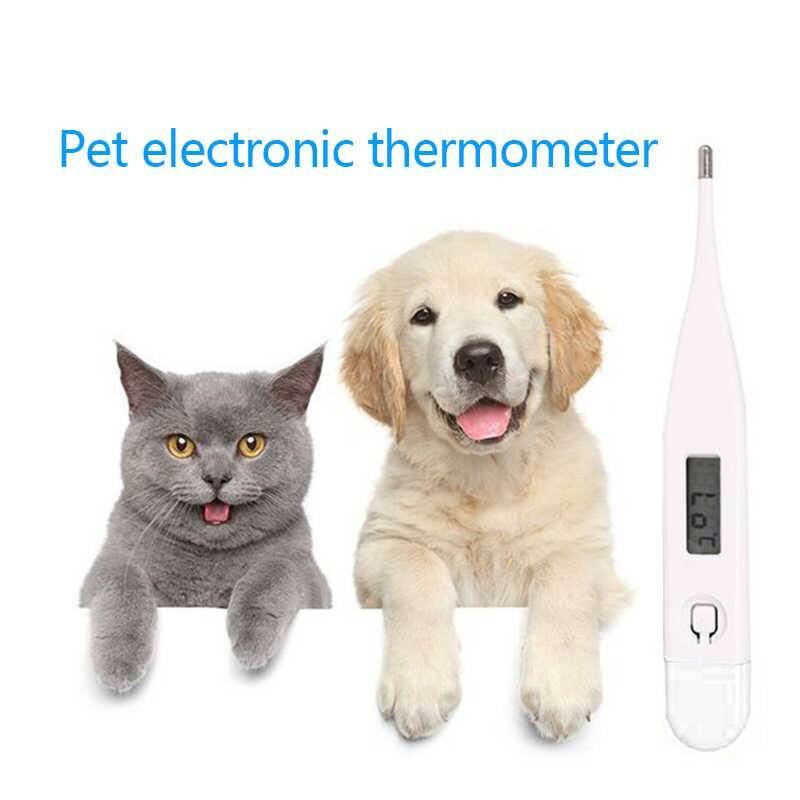 Температура у кошки - норма и патология, разбираемся в причинах