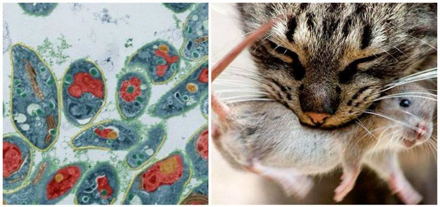 Симптомы и лечение токсоплазмоза у кошек: передаётся ли человеку?