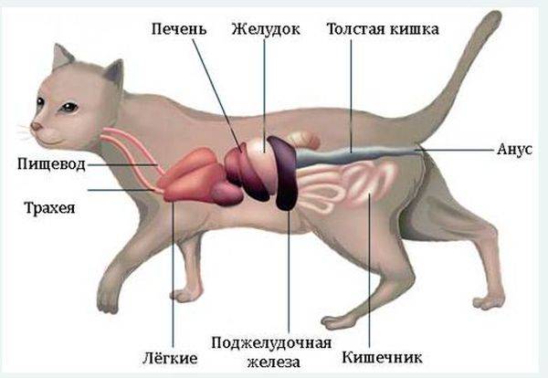 Атония кишечника у кошки