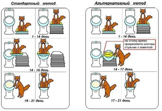 Хитрости и уловки: как приучить кошку к унитазу :: syl.ru