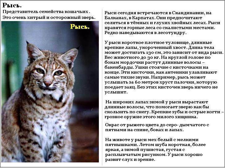 Беспородные коты (32 фото): характер кошек без породы, продолжительность их жизни в домашних условиях. содержание котят