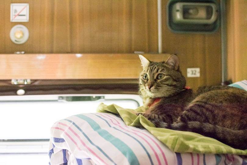 Транспортировка кошек. 6 советов которые помогут подготовиться