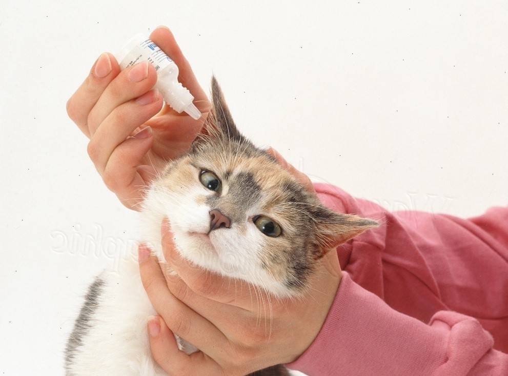 Ушной клещ (отодектоз) у кошек и котов: симптомы, фото, лечение котят и взрослых животных в домашних условиях каплями и другими средствами