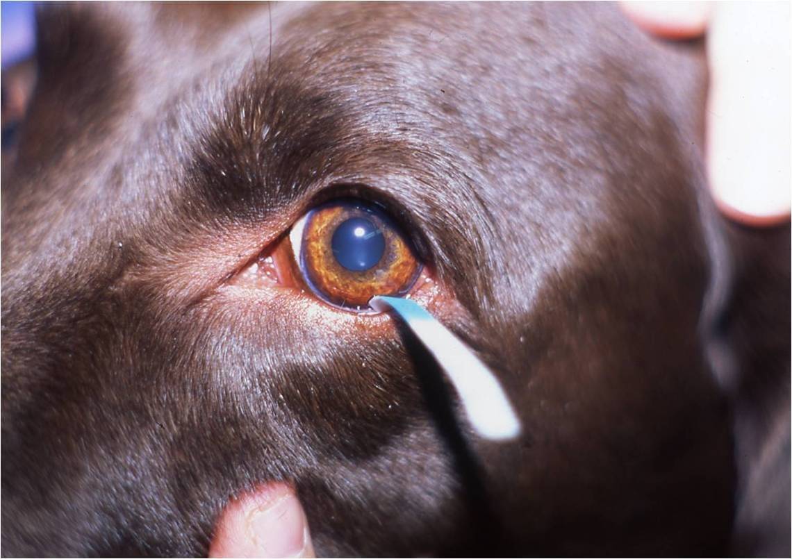 У собаки гноятся глаза — как лечить?