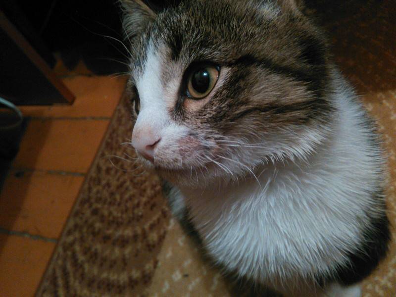 Зачем коту усы, почему у котенка ломаются и выпадают усы, что будет, если кошке обрезать усы, отрастают ли они