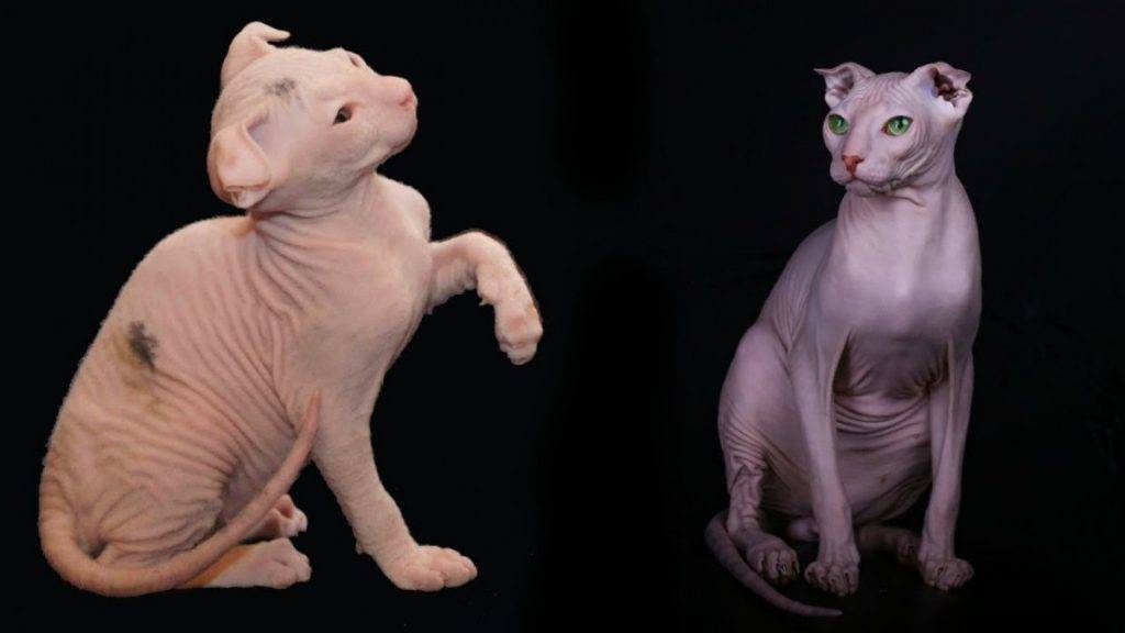 Экзотическая яванская кошка