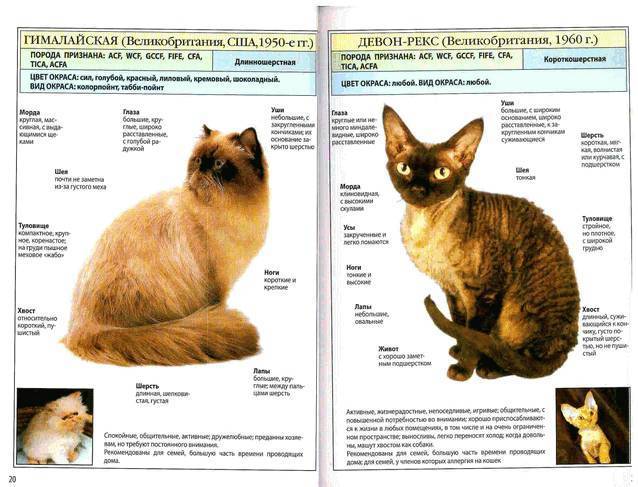 Гималайская кошка: фото, описание, характер, содержание, отзывы