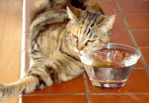 Почему домашний кот не пьет воду, опасно ли это?