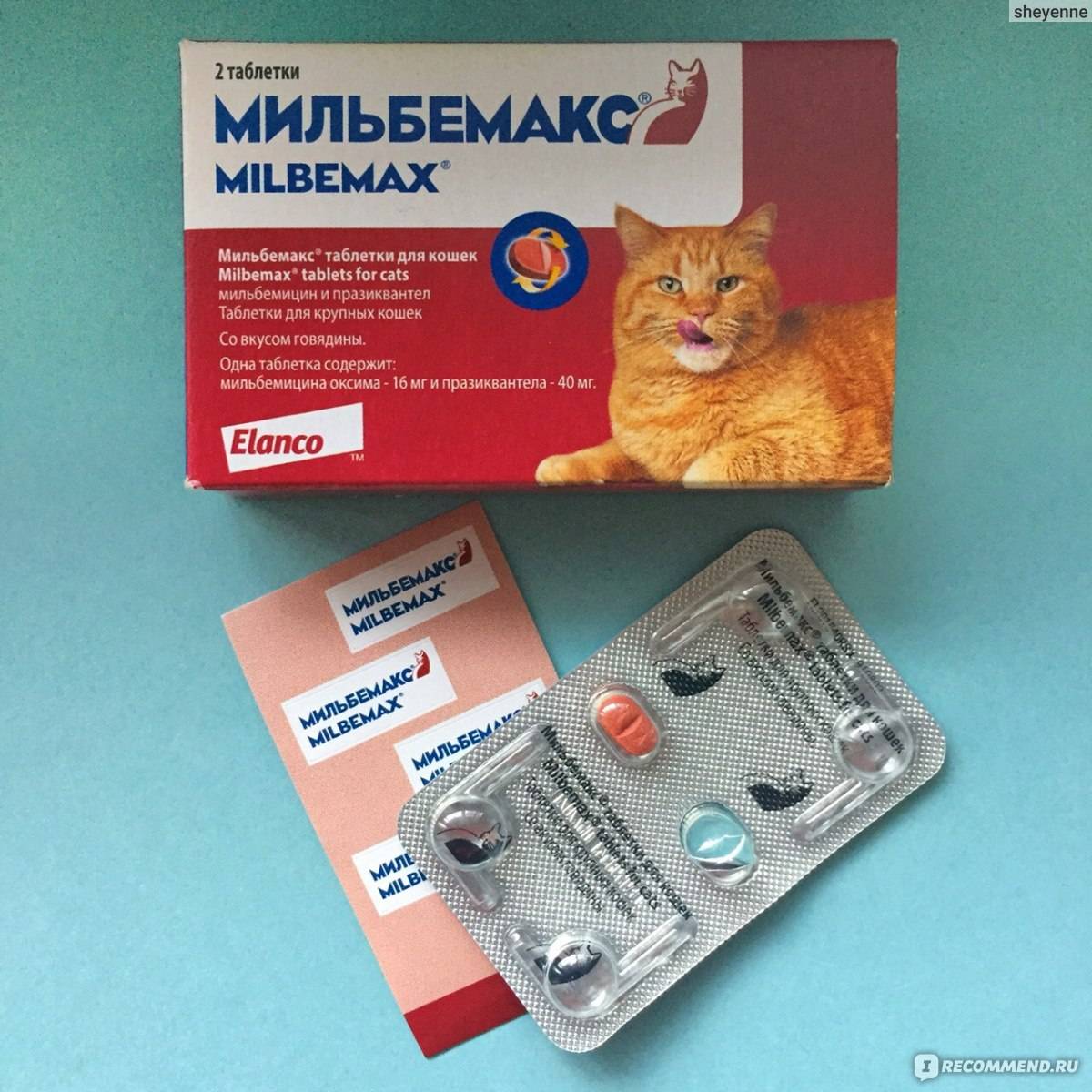 Таблетки от глистов для кошек – описание препаратов