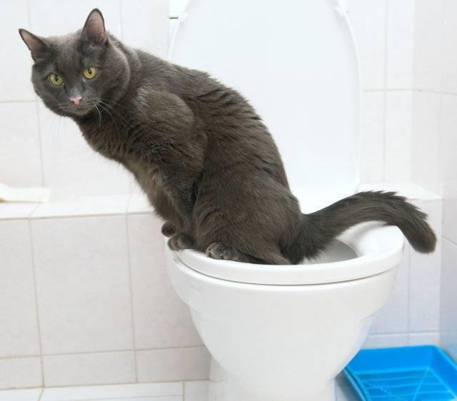 Кот не может сходить в туалет: как помочь?