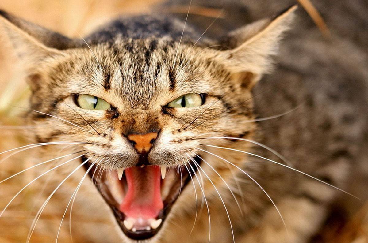 Почему кошка рычит и шипит | энциклопедия домашних животных
