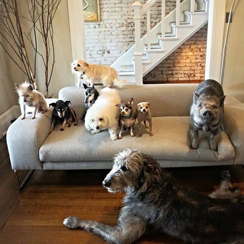 Домашние животные в квартиру (36 фото): список маленьких и больших неприхотливых питомцев, которых можно держать в квартире