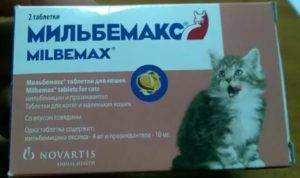 Как дать кошке таблетку от глистов: основные правила