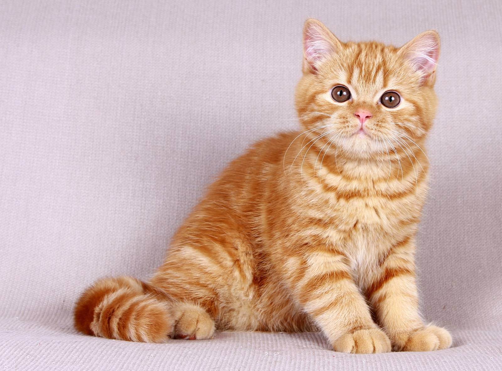 Таблица окрасов британских кошек: белый, серебристый, полосатый