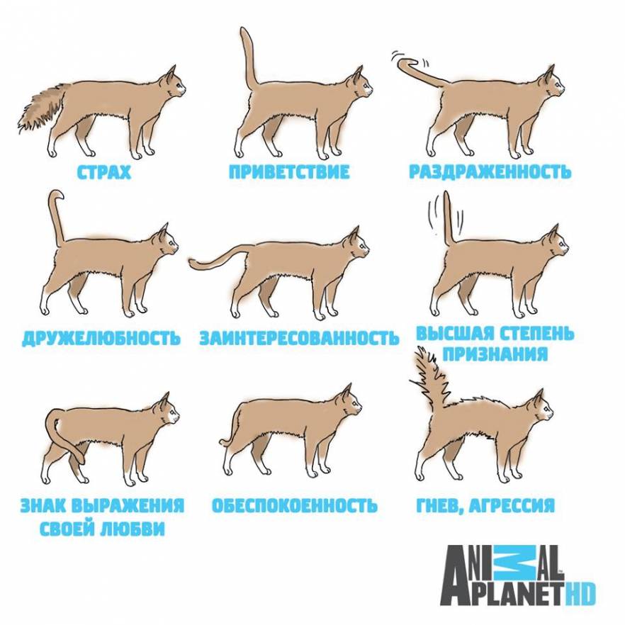 Как понимать кошек: что хочет кошка по движениям хвоста, тела