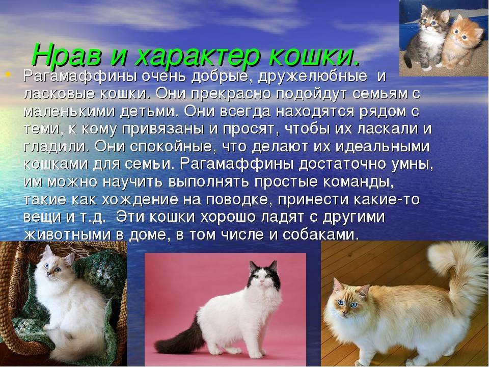 Рагамаффин: описание породы кошек с фото, особенности ухода за животным