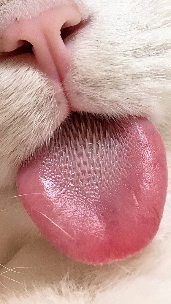 Почему у кошек шершавый язык, а у собак гладкий?  - «как и почему»