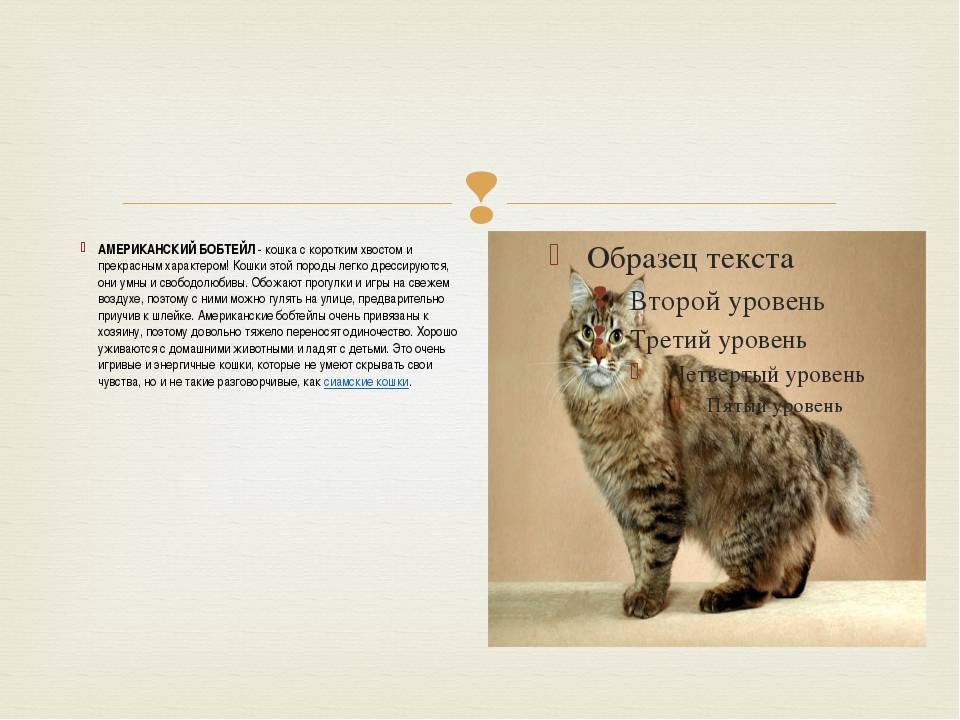 Топ 13 пород кошек без хвоста: фото, описание, история, покупка котят