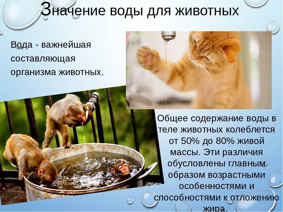 Сколько воды выпивает кошка