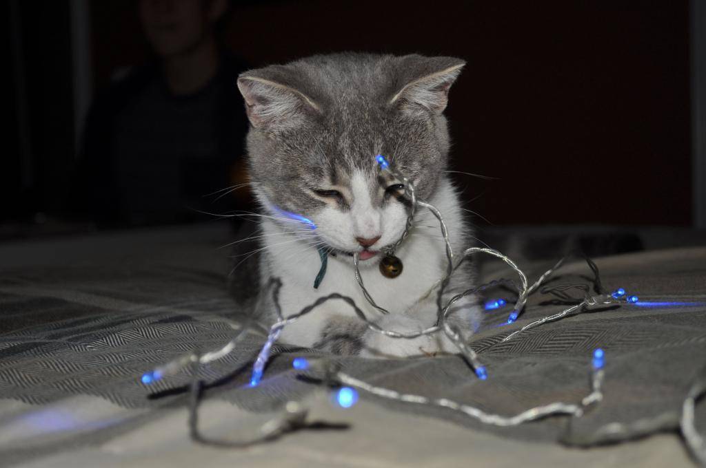 Почему кошка грызет провода: что делать
почему кошка грызет провода: что делать