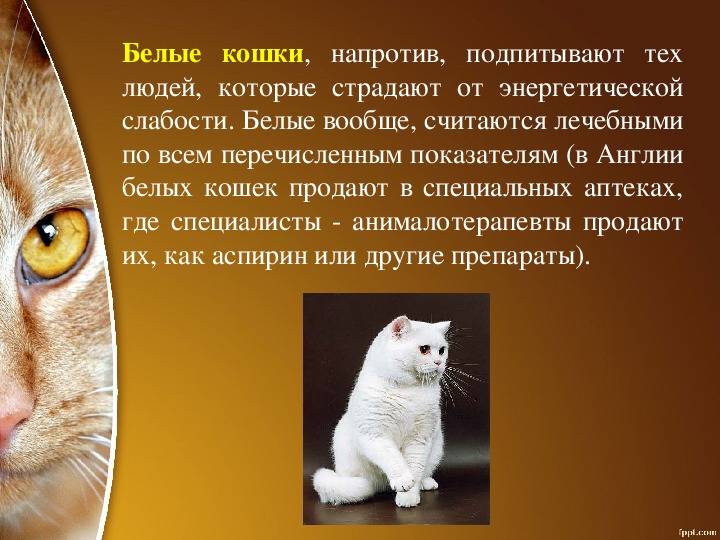 Особенности кошек и их роль в жизни человека