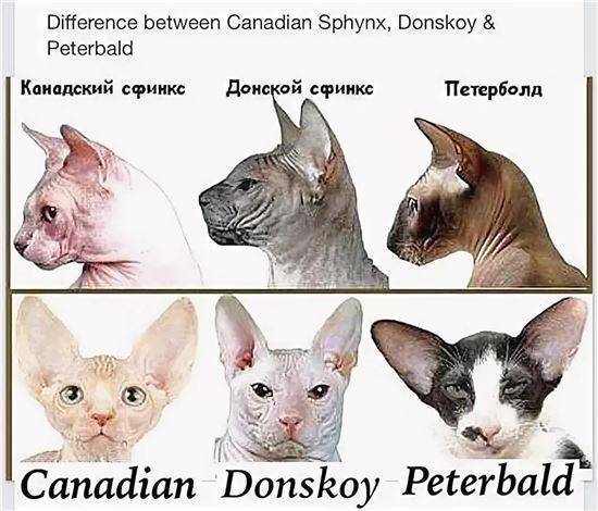 Кошка канадский сфинкс: фото, описание породы, характер, содержание.