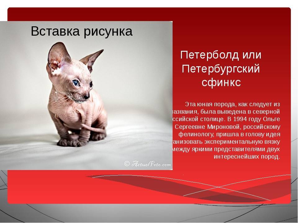 Донской сфинкс: все о кошке, фото, описание породы, характер, цена