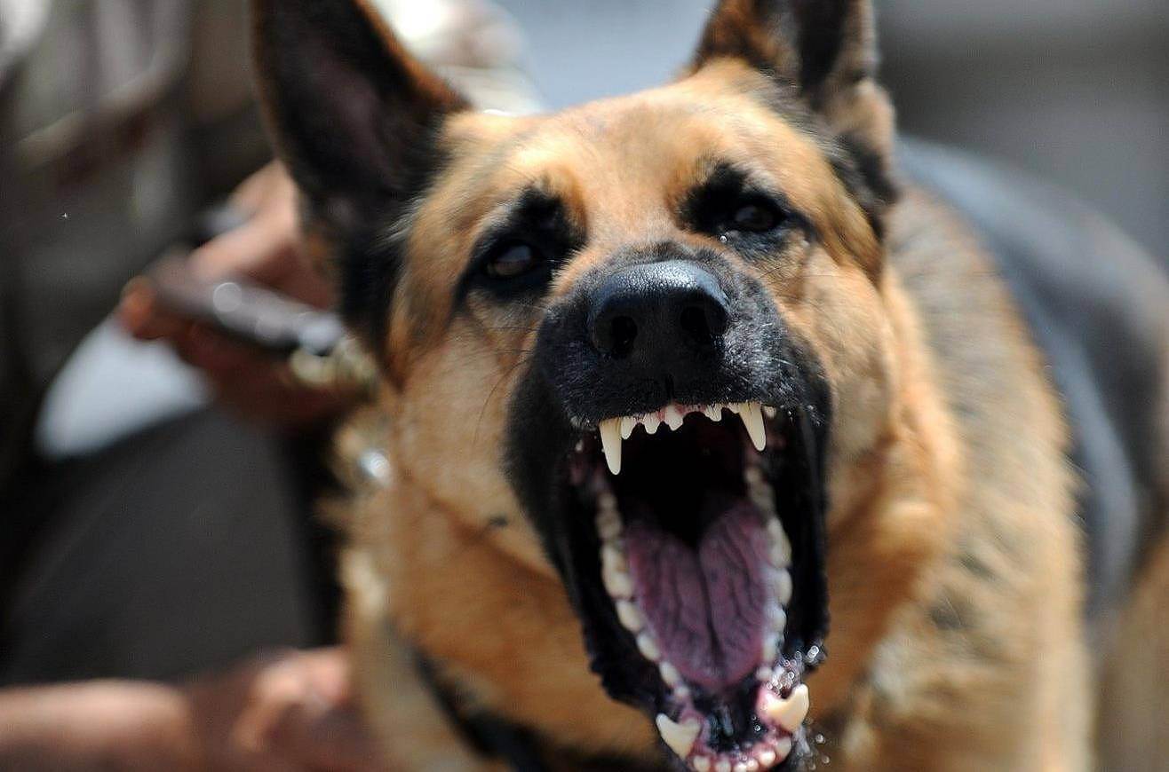 Топ 10. самые агрессивные породы собак