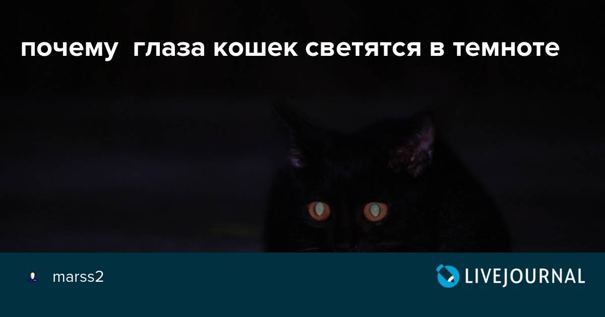 Презентация почему у кошки светятся глаза