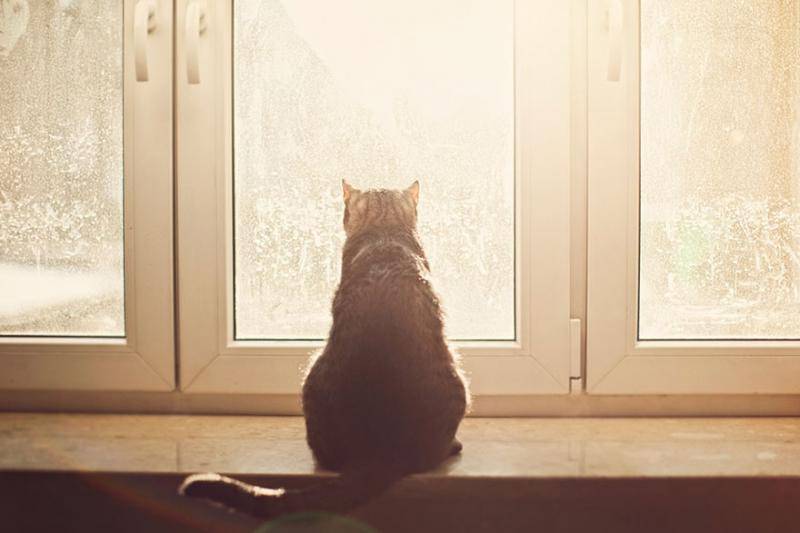 Коты-экстрасенсы: почему кошки смотрят в пустоту