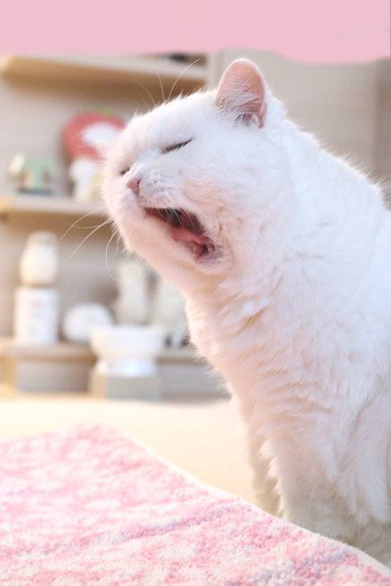 Почему кошки зевают: разбираемся в сути рефлекса