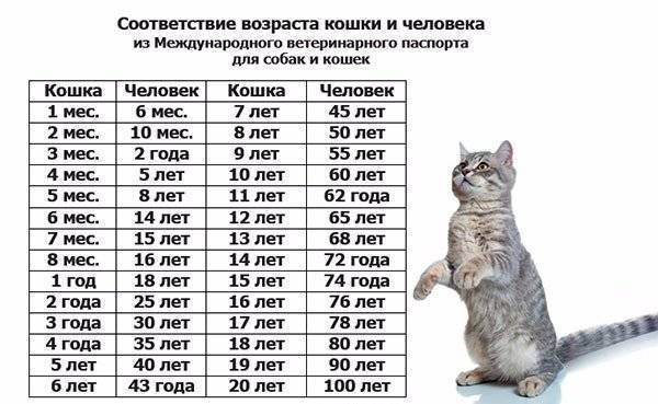 Сколько живут кошки британской породы?