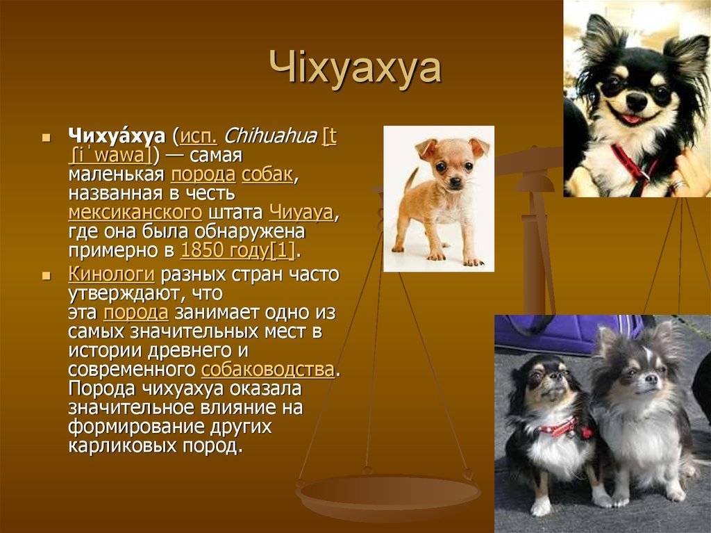 Клички для собак-девочек: красивые редкие и легкие женские собачьи имена, прикольные имена щенков и клички со значением
