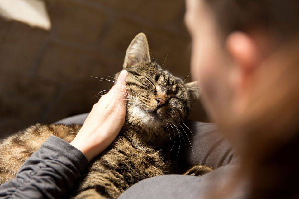 Почему кошки шипят | все о кошках