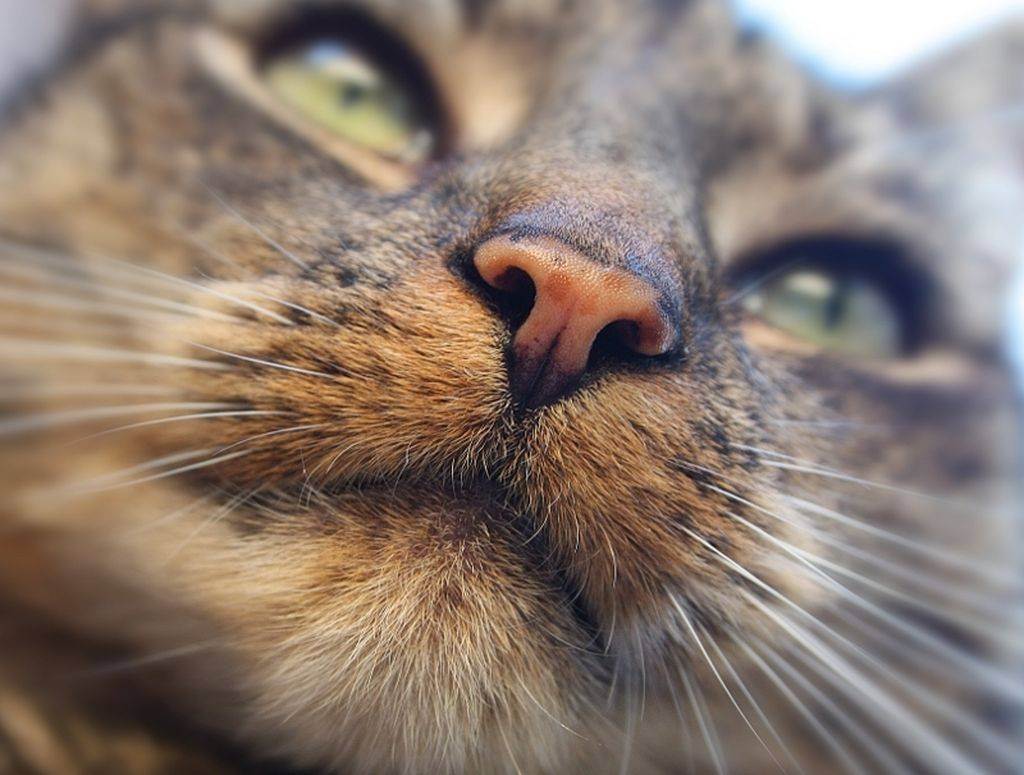 Аллергия у кота распухла губа