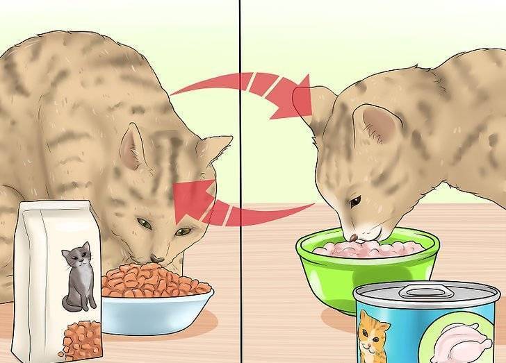 Вред кормов для кошек: вреден ли сухой корм