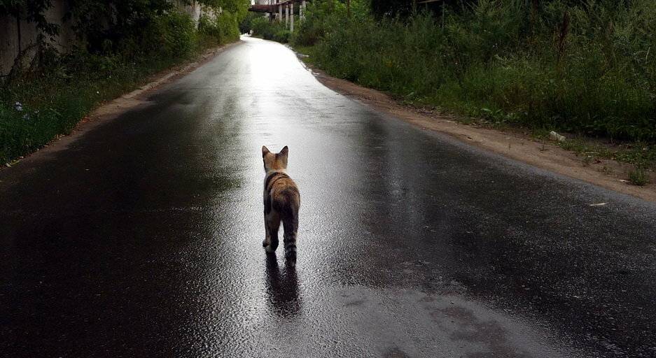 Как кошки находят дорогу домой
как кошки находят дорогу домой