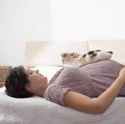 Почему беременным нельзя бить кошек?