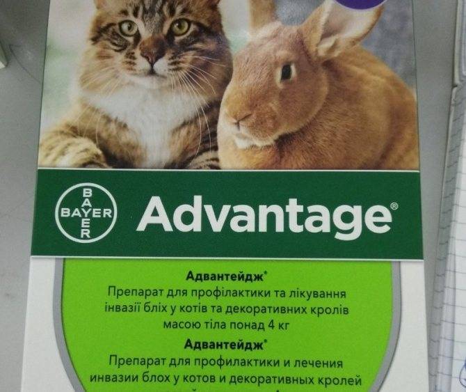 ᐉ адвантейдж для кошек: инструкция по применению и дозировка, побочные действия - kcc-zoo.ru