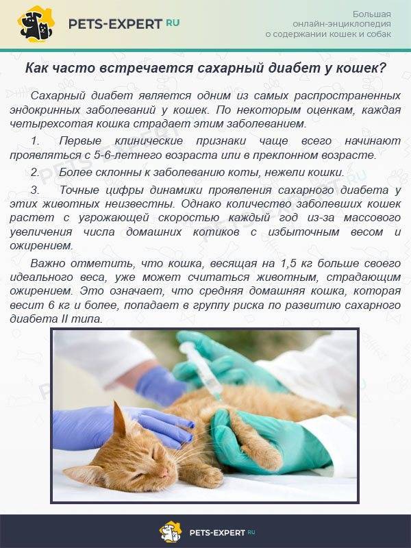 Почему у кошки идет кровь из переднего прохода: первая помощь питомцу