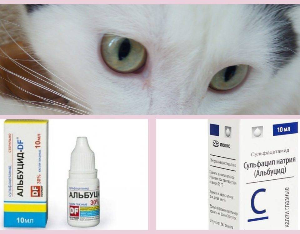 Ципровет для кошек – эффективный антибиотик