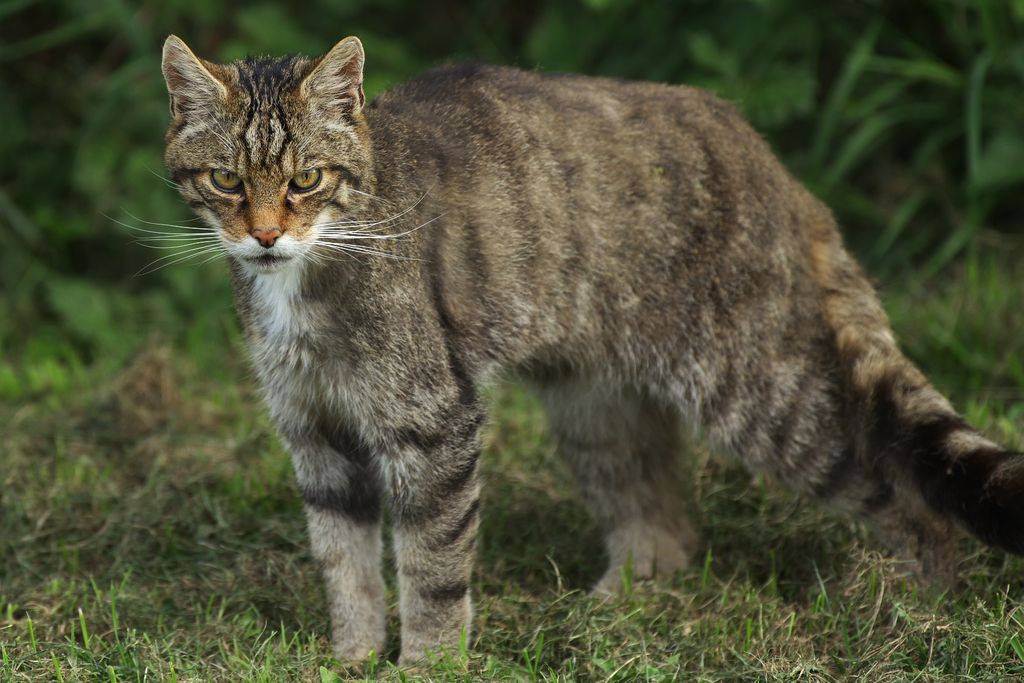 Амурский лесной кот – описание, ареал обитания и особенности питания